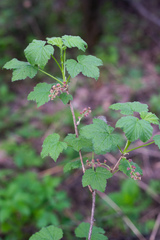 Ribes atropurpureum