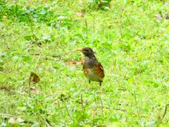 Turdus dissimilis