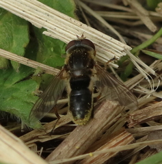 Anasimyia bilinearis