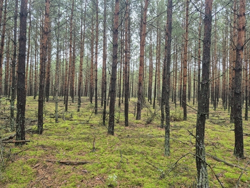 Scots pine