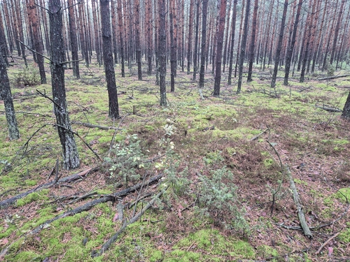 common juniper