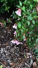 Abelia × grandiflora