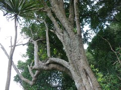 Planchonella costata