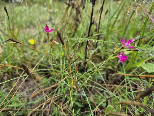 Maiden Pink