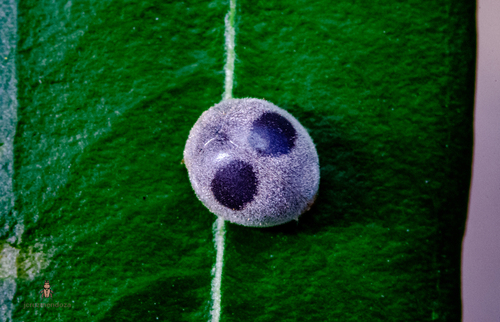 Azya orbigera, 2026-09-12