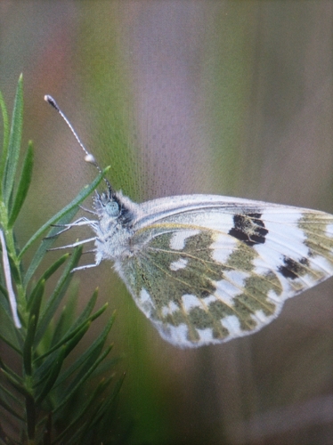 Eastern Bath White