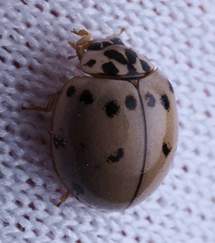 Ashy Gray Lady Beetle photo 6