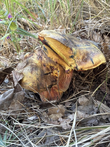 false yellow bolete