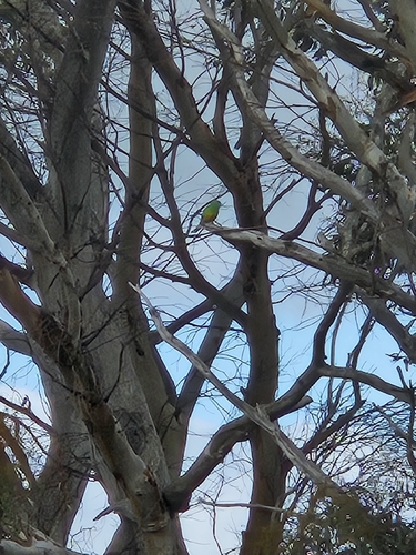 Red-rumped Parrot