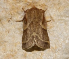 Malacosoma americana