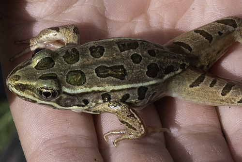 Northern Leopard Frog