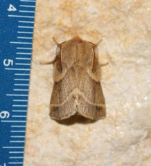 Malacosoma americana