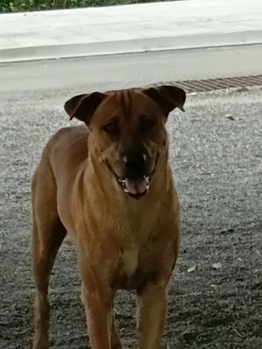 Domestic Dog
