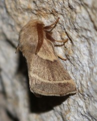 Malacosoma americana