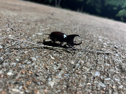 Xylotrupes socrates siamensis