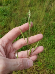Bromus catharticus catharticus