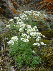 Schivereckia podolica