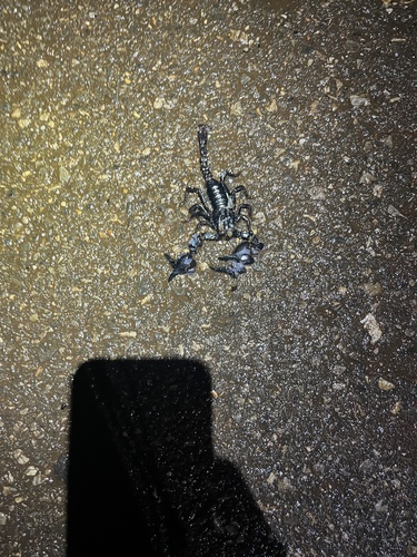 Laotian Giant Scorpion