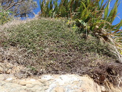 Melicytus crassifolius, photograph (c) Michael Berardozzi, some rights reserved (CC BY)