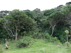 Planchonella costata