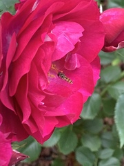 Episyrphus balteatus