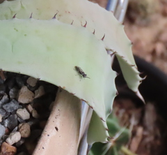 Tachysphex terminatus