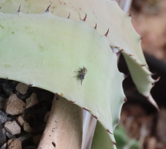 Tachysphex terminatus