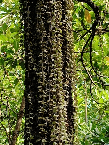 Dischidia nummularia observed 2026-09-13