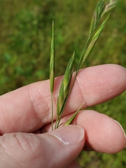 Bromus catharticus catharticus