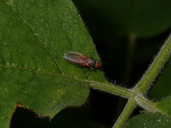 Dryomyzidae