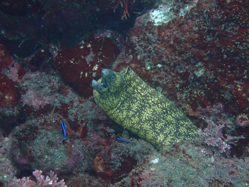 Gymnothorax kidako observed 2026-09-13