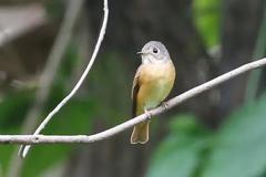 Muscicapa ferruginea