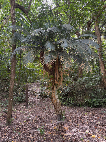 Cycas seemannii observed 2026-09-13