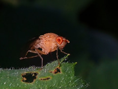 Dryomyzidae