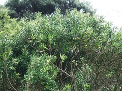 Planchonella costata