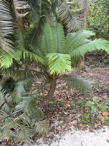 Cycas seemannii observed 2026-09-13