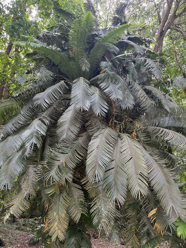 Cycas seemannii observed 2026-09-13