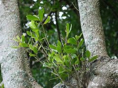 Planchonella costata