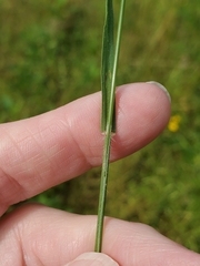 Bromus catharticus catharticus