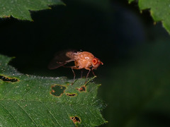Dryomyzidae