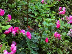 Sinosuthora alphonsiana