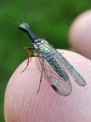 Phaeostigma