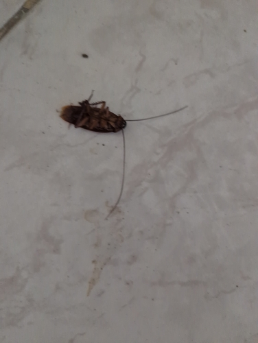 American Cockroach