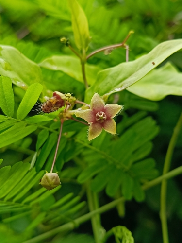 Vincetoxicum indicum, 2026-09-12