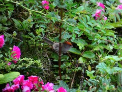 Sinosuthora alphonsiana