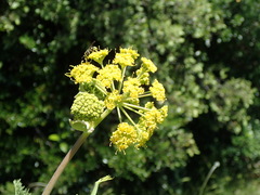 Ferula glauca