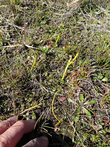 Microtis unifolia, photograph 6