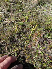 Microtis unifolia, photograph (c) Arnim Littek, some rights reserved (CC BY)