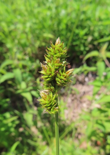 Heavy-fruited Sedge — photo 1
