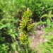 Heavy-fruited Sedge - Photo (c) Devin Floyd, some rights reserved (CC BY-NC), uploaded by Devin Floyd